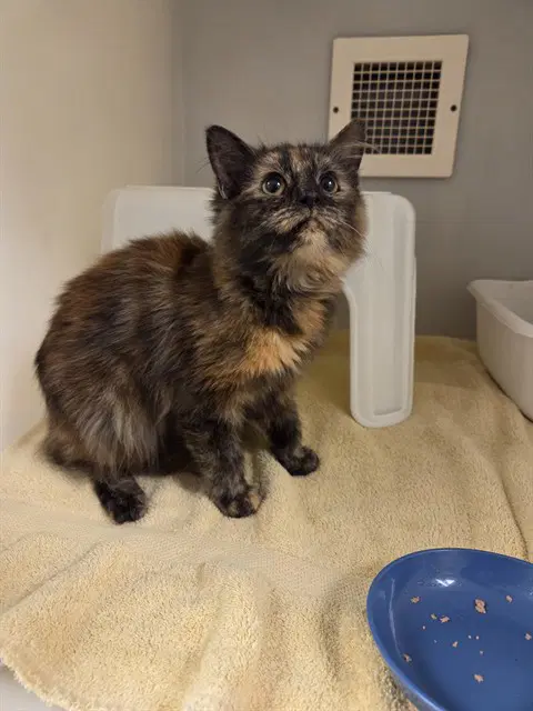 Wooly - Domestic Medium Hair