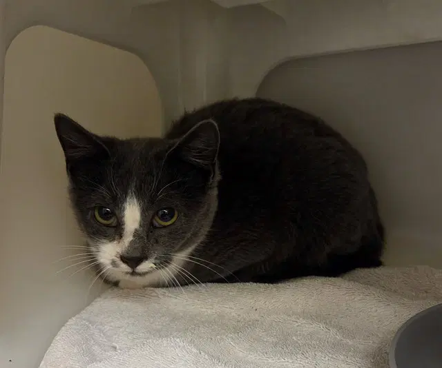 Ms Gracie - Domestic Short Hair