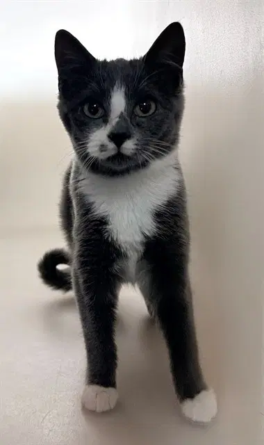 Ms Gracie - Domestic Short Hair