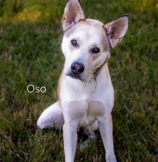 Oso