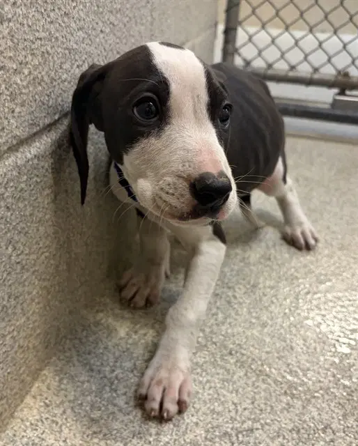 Veronica - Plott Hound