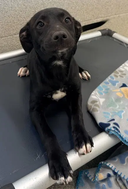 Pepsi - Labrador Retriever