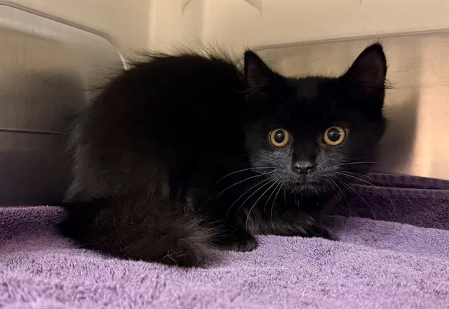 Sue - Domestic Medium Hair