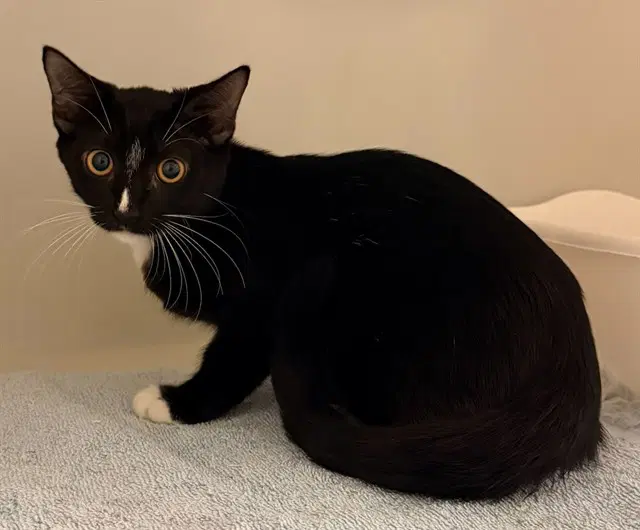 Rascal - Domestic Short Hair