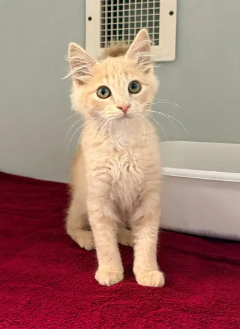 Owen - Domestic Short Hair