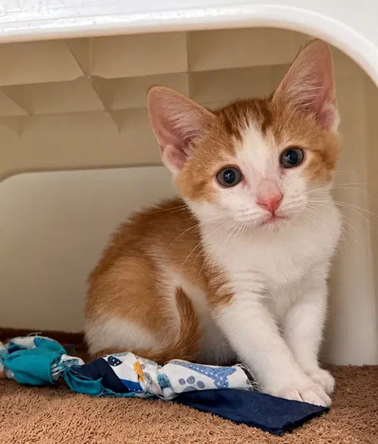 Asher - Domestic Short Hair