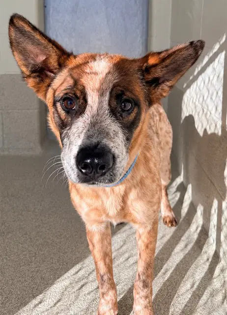 Bob - Australian Cattle Dog/Blue Heeler