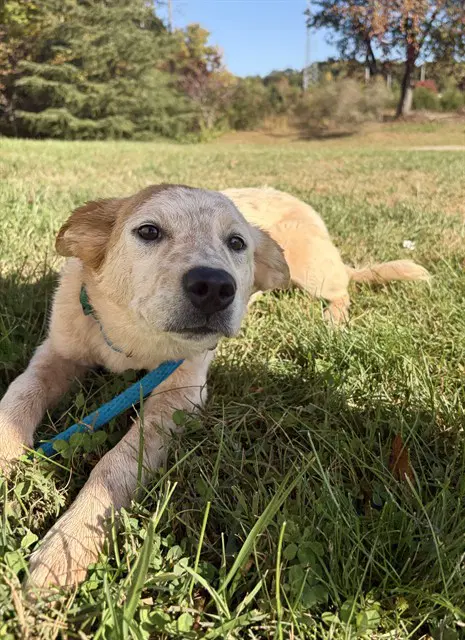 Chispita - Australian Cattle Dog/Blue Heeler