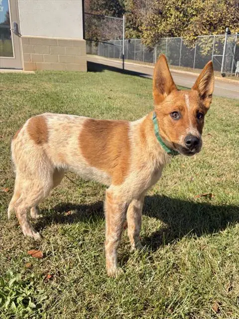 Spotty - Australian Cattle Dog/Blue Heeler