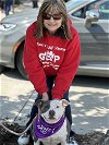 adoptable Dog in euless, TX named Harper
