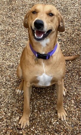 Dog adoption in Euless, TX Labrador Retriever / Redbone Coonhound / Mixed coat) Dog "Channing"