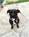adoptable Dog in euless, TX named Brighton