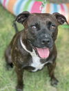 adoptable Dog in Euless, TX named Brighton