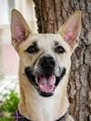 Dash - Photo 3