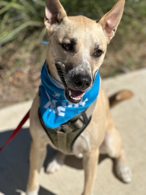 adoptable Dog in Euless, TX named Dash