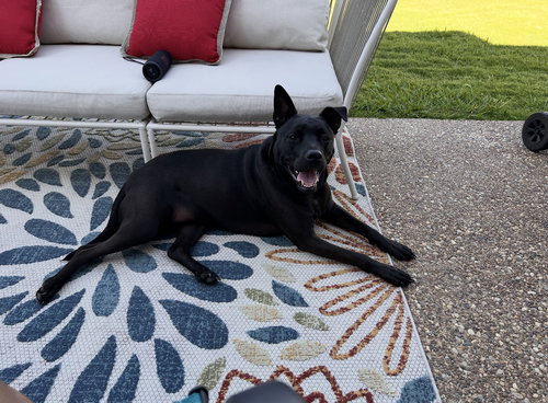 picture of the dog needing adoption