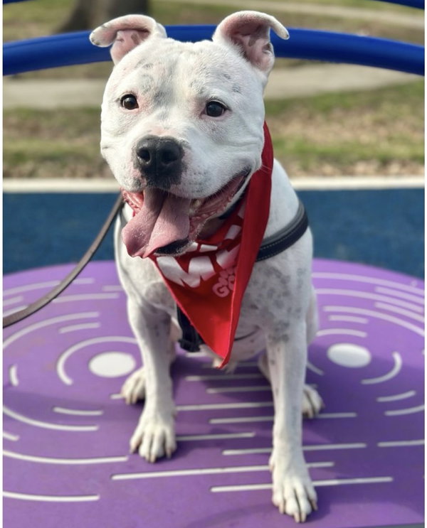 Manny (Roscoe)