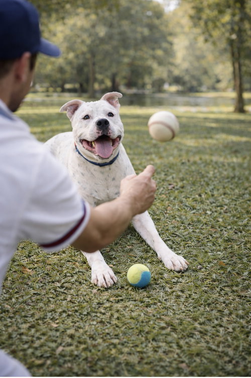 MANNY (ROSCOE) - American Bulldog / Staffordshire Bull Terrier available for adoption