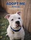 Manny (Roscoe) - Photo 3