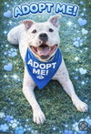 Manny (Roscoe) - Photo 4