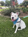 Manny (Roscoe) - Photo 1