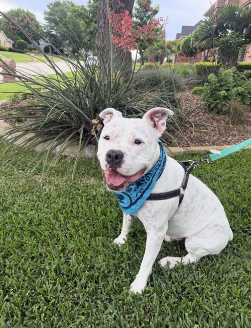 MANNY (ROSCOE) - American Bulldog / Staffordshire Bull Terrier for adoption in Fort Worth