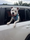 Manny (Roscoe) - Photo 3