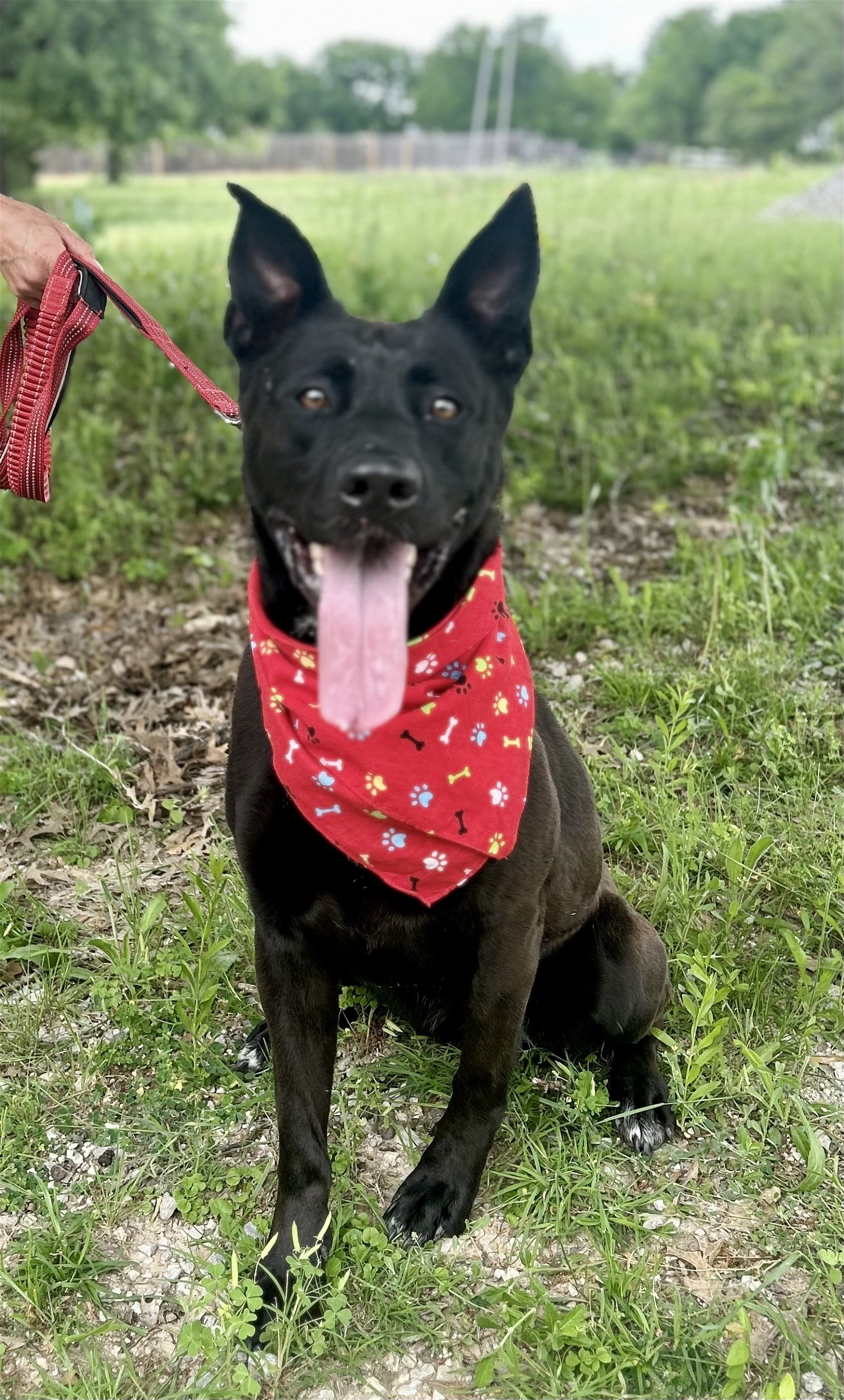 adoptable Dog in Euless, TX named Demi