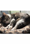 Mattie - Courtesy Post - Photo 2