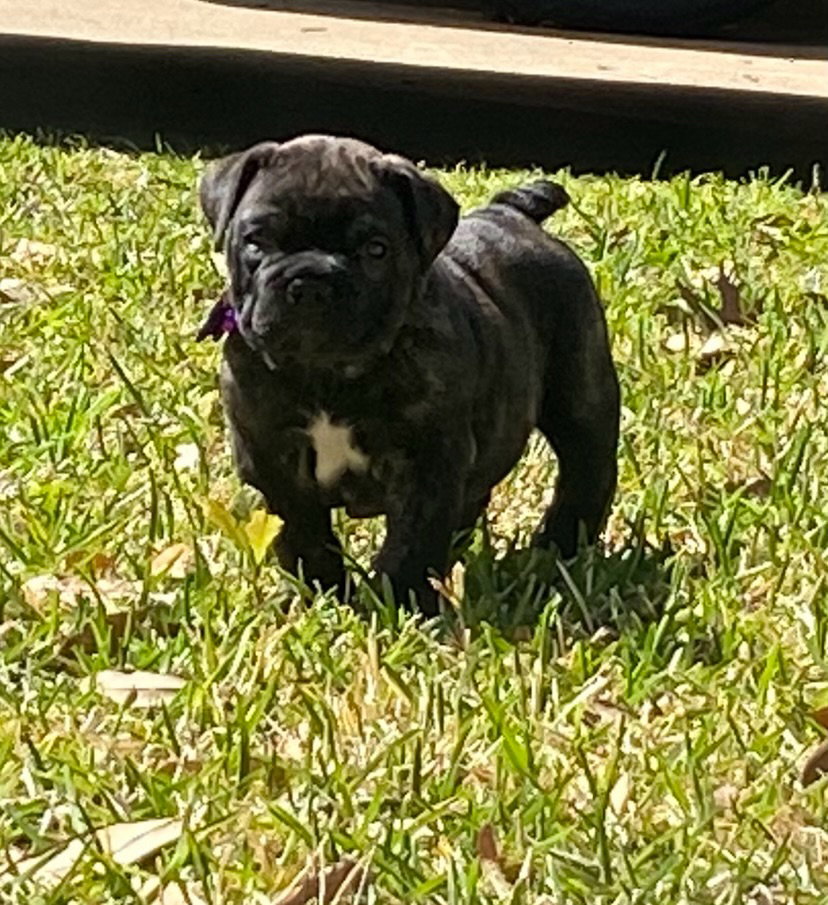 Dog for Adoption London, a Bulldog in Keller, TX Alpha Paw