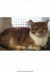 adoptable Cat in euless, TX named Rachelle - Courtesy Post