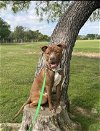 adoptable Dog in euless, TX named Sorrel