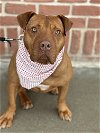 adoptable Dog in euless, TX named Nova