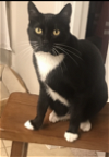 adoptable Cat in  named Tuxie - Courtesy Post