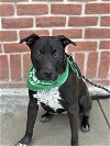 adoptable Dog in euless, TX named Bow
