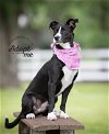 adoptable Dog in euless, TX named Mia