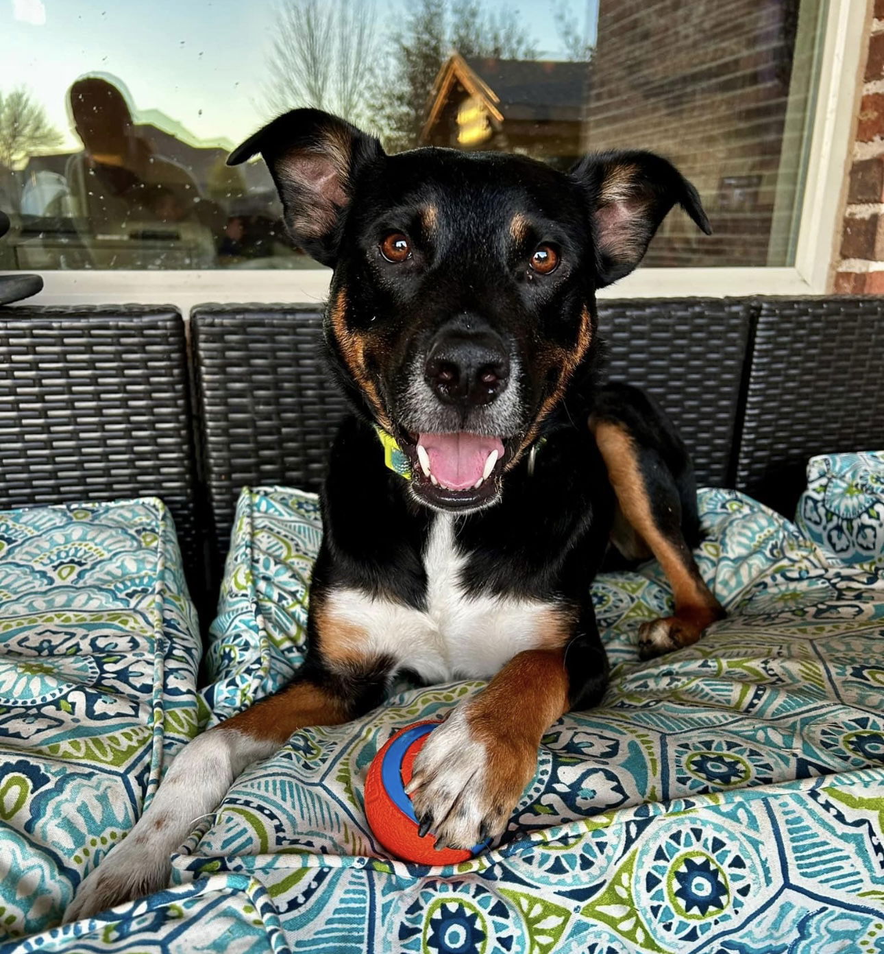 adoptable Dog in Euless, TX named Percy