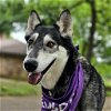 adoptable Dog in euless, TX named Luna