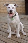 adoptable Dog in euless, TX named Luigi