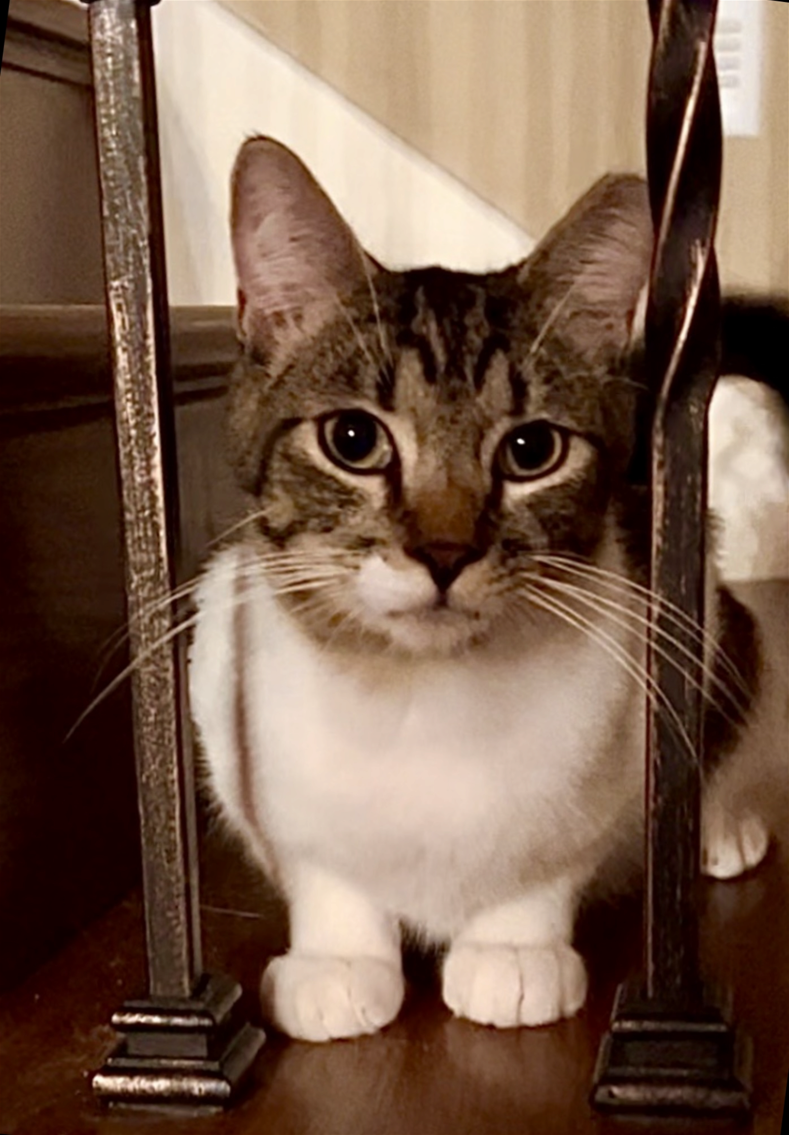adoptable Cat in Euless, TX named Duke - Courtesy Post