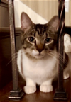 adoptable Cat in  named Duke - Courtesy Post