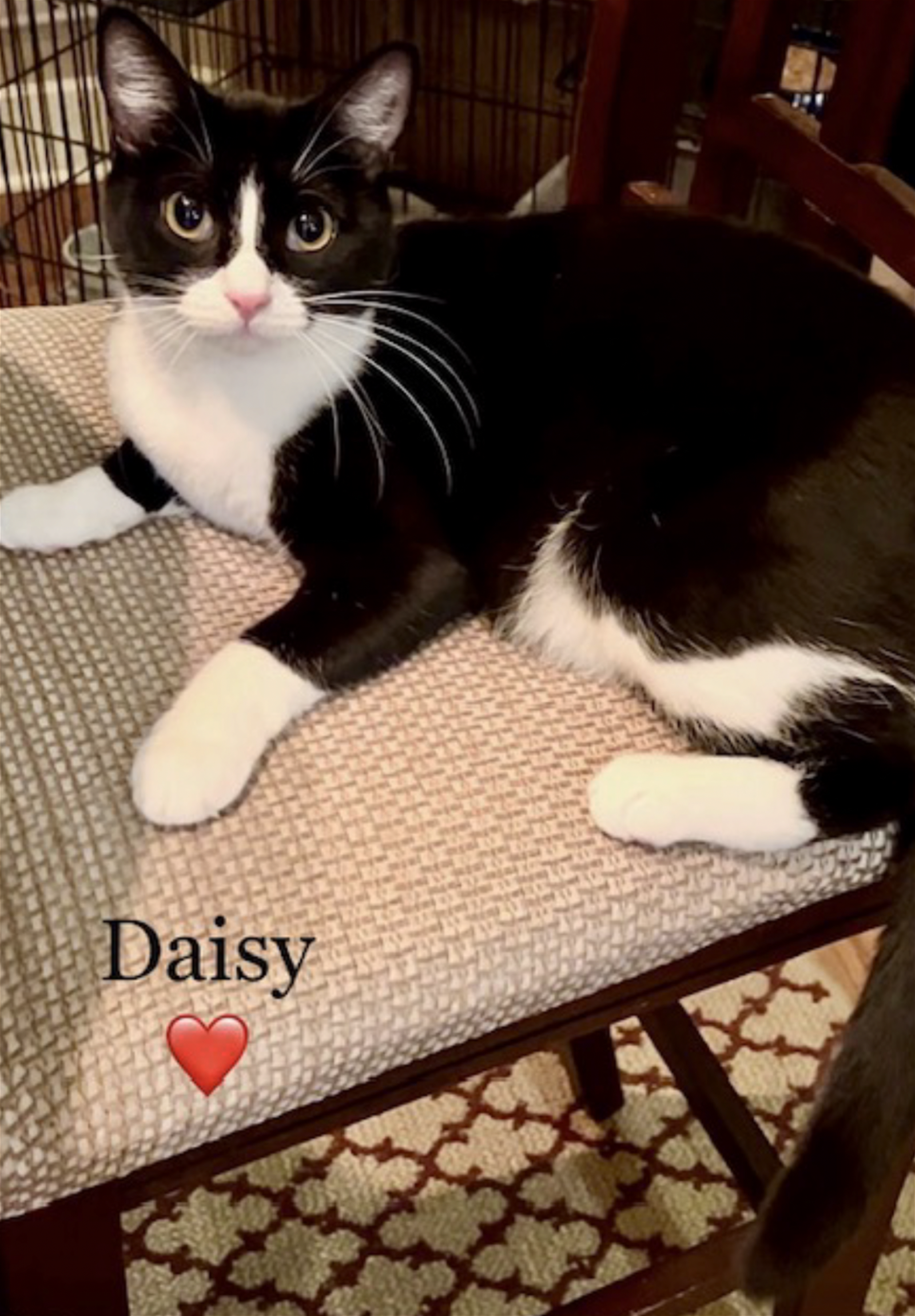 adoptable Cat in Euless, TX named Daisy - Courtesy Post
