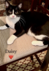 adoptable Cat in  named Daisy - Courtesy Post