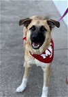 adoptable Dog in euless, TX named Sherman Lee