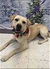 adoptable Dog in euless, TX named Bono