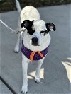 adoptable Dog in euless, TX named Chase