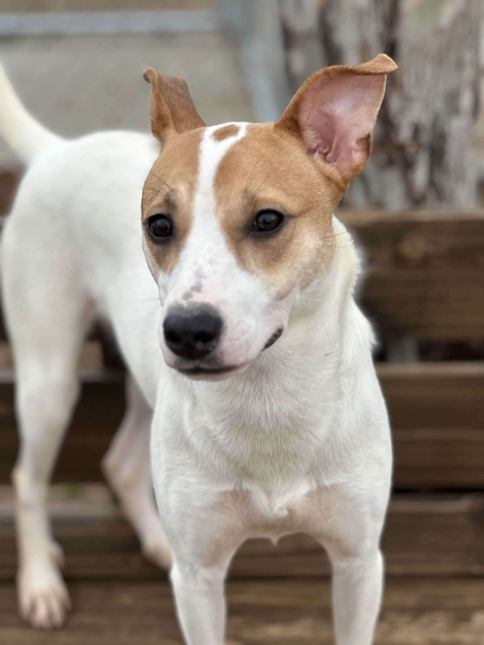 Dog for Adoption - Dior, a Jack Russell Terrier in Arlington, TX ...