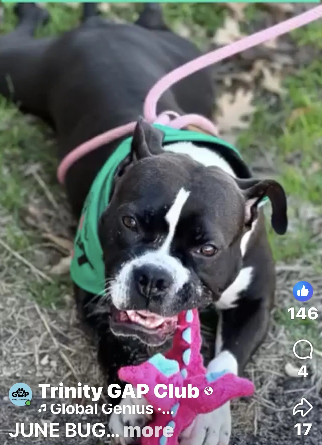Junebug - American Staffordshire Terrier