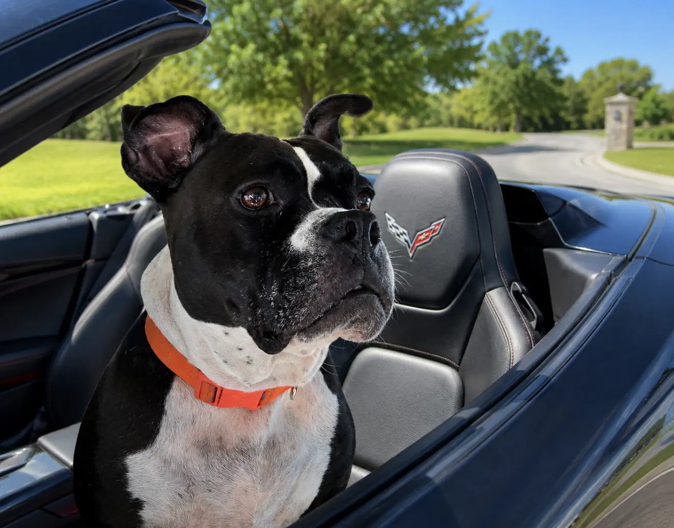 Junebug - American Staffordshire Terrier