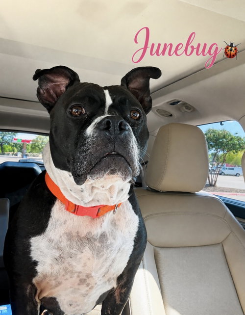 Junebug photo 2